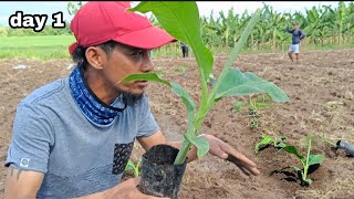 PLANTING BANANA LAKATAN DAY 1 TUTORIAL AND TIPS [upl. by Roice]