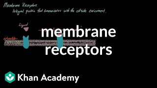 Membrane Receptors  Nervous system physiology  NCLEXRN  Khan Academy [upl. by Gildus]