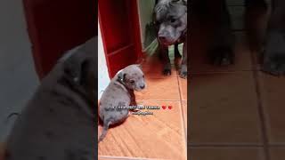 Adorable XL BULLY Puppys Reaction to Meeting a HUGE Dog ❤️ Wholesome Dogs shorts puppy doggos [upl. by Sedgewake]