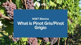 WSET Bitesize  What is Pinot GrisPinot Grigio [upl. by Kerwon938]