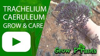 Trachelium caeruleum  grow amp care Blue throatwort [upl. by Rein]