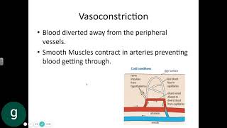 5bii Vasodilation and vasoconstriction [upl. by Nuarb327]