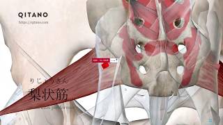 梨状筋の解剖学図｜musculus piriformis｜筋肉辞典83 [upl. by Noby]