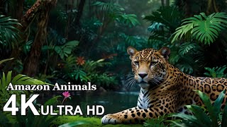 Incredible Amazon Rainforest Animals in 4K [upl. by Omoj]