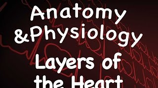 Cardiovascular System  Layers of the Heart 1402 [upl. by Innos]