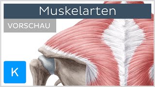 Überblick über die Muskelarten Vorschau  Kenhub [upl. by Kym]