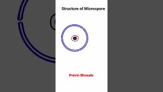 Microsporogenesis  Structure of Microspore [upl. by Petigny]