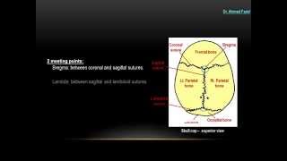 Skull  Norma Verticalis  Dr Ahmed Farid [upl. by Efinnej372]