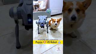 Puppy vs robot dog  चिंटू गुस्सा हो गया 🤖 vs 🐶 robotdog cutestdogs foufoupuppy [upl. by Ainad11]