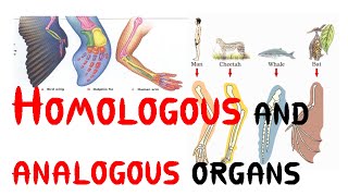 Homologous and analogous organs [upl. by Tye]