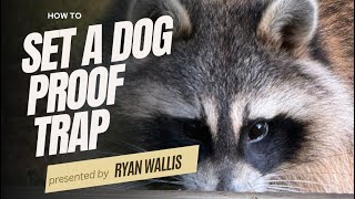 How to Set a Dog Proof Raccoon Trap [upl. by Eintruok]