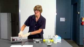 DNA gel electrophoresis lab demo [upl. by Edward234]