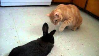 Cat meeting a bunny [upl. by Nerek]