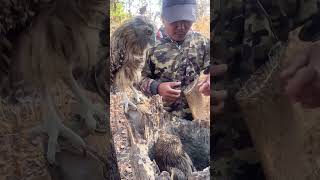 A man see owls in a stump tree part 06 animals wildlife nature nest birds wood forest [upl. by Mordecai87]