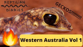 Were after the geckos of Western Australia Nephrurus Lucasium Diplodactylus and more [upl. by Rusty]