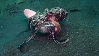 Veined octopus Amphioctopus marginatus Lembeh Strait North Sulawesi Indonesia December 2023 [upl. by Juline]