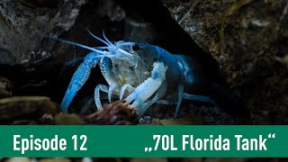 70 L Scapers Tank für einen blauen FLORIDA FLUSSKREBS  Kochstudio Episode 12  DENNERLE [upl. by Madigan]