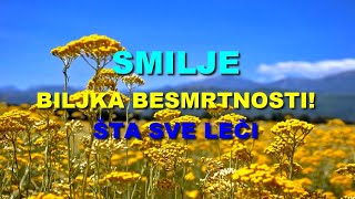 SMILJE  BILJKA BESMRTNOSTI [upl. by Antons]