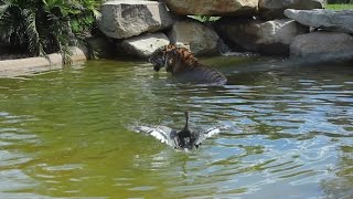 Worlds bravest duck plays with Sumatran tiger for fun [upl. by Akemor]