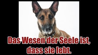 Platon – Das Wesen der Seele [upl. by Zulema873]