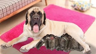 English mastiff dog giving birth to cute puppies for the first time [upl. by Felton823]