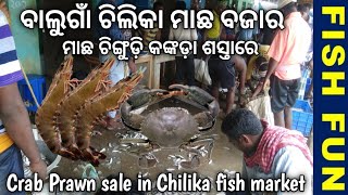 Visit to famous balugaon chilika fish market  fish prawn crab cheapest price in chilka fish market [upl. by Nedla]