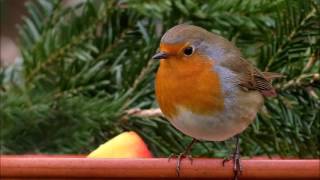 chant des oiseaux relaxant [upl. by Kern]