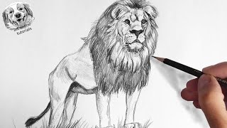 How to Draw a Lion with Pencil Very Easy and Step by Step [upl. by Sosanna]