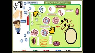 Chlamydia trachomatis [upl. by Hilaire]