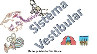 Sistema vestibular resumen [upl. by Nottus]