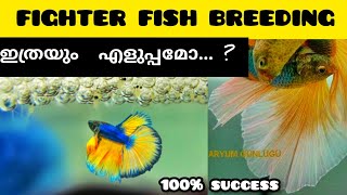 how to breed betta fish malayalam  fighter fish breeding video betta fish breeding niya bettas [upl. by Mahsih]