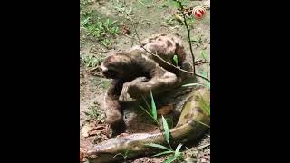 A video of a sloth crossing over a slithering anaconda has gone viral [upl. by Carce]