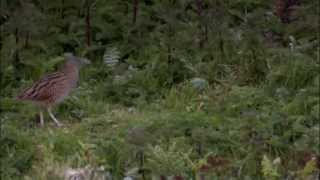 Living the Wildlife Corncrake  RTÉ Goes Wild [upl. by Nnaarual]