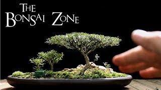 The Bonsai Zone Early Work on My Show Trees Part 1 July 2017 [upl. by Adnolaj]