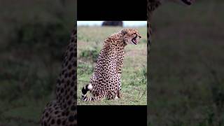 Sounds of Cheetah  The Most Beautiful Voice in the Wild [upl. by Adieren]