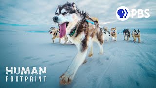 Sled Dogs The Most Extreme Distance Athletes on Earth [upl. by Merchant967]