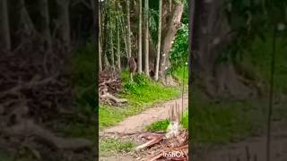 Monkeys fighting sound viral vlog monkeys ytshorts fighting sound youtube video indian short [upl. by Etnauj679]