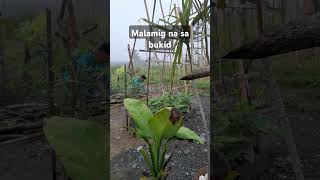 Countryside living  slow living  province life  bukid life [upl. by Otnas169]