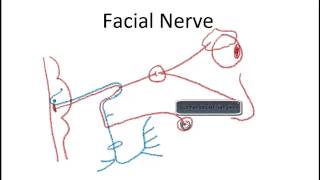 Facial Nerve Lesions [upl. by Anilad6]