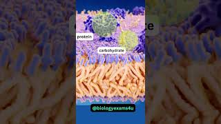 Cell Membrane 3D Animation 360 Degree Fluid Mosaic Model  Biology Animations biologyexams4u [upl. by Malcom]