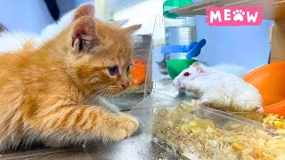 Kittens vs Hamster Cartoon Tom and Jerry in real life 🐹😼子猫とハムスター [upl. by Hanny]