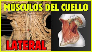 💪 MÚSCULOS del CUELLO LATERAL M Esternocleidomastoideo escalenos y largo de la cabeza y él cuello [upl. by Uda]