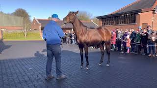 Darley Ireland stallion parade 2023 [upl. by Starlene26]