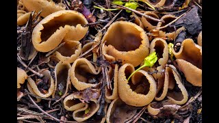 PEZIZA CUP FUNGI Malayalam BSc Botany [upl. by Augustine]