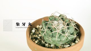 サボテン『象牙丸』Coryphantha elephantidens [upl. by Ivatts]