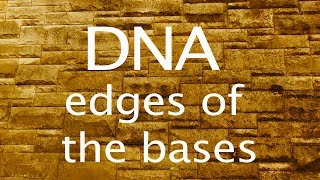 DNA the edges of the bases [upl. by Meerak844]