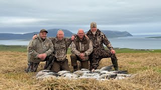 Orkney Goose Hunts  September WEEK 3  Greylag goose hunting [upl. by Jamnes439]