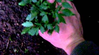 How to grow Astilbe  Gardening 101 by Dr Greenthumb [upl. by Naomi]