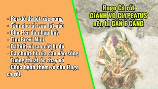 Rugo Cà rốt dám giành vỏ Clypeatus nên bị cắn ê càng Tường thuật ốc mượn hồn thay vỏ  Ba Con Rồng [upl. by Ludwog]