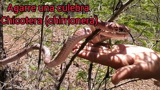 Serpiente chicotera o chirrionera [upl. by Enirak434]